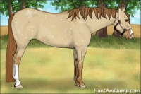 Horse Color:Red Dun Snowflake Varnish