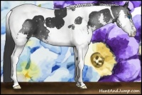 Horse Color:Black Splash Tobiano Appaloosa 