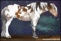 Horse Color:White Spotted Buckskin Blanket 