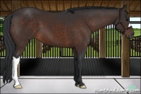 Horse Color:Brown 