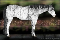 Horse Color:White Spotted Blue Roan Rabicano  and White Spotted Blue Roan Rabicano 