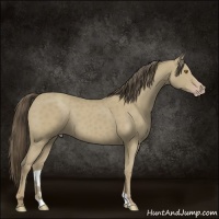 Horse Color:Classic Cream Champagne 