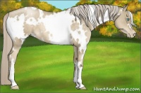 Horse Color:White Spotted Chocolate Palomino Pearl 