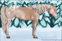 Horse Color:White Spotted Chestnut Mushroom Appaloosa 