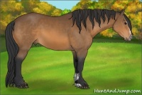 Horse Color:Bay Sabino