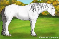 Horse Color:White Spotted Grullo Appaloosa 