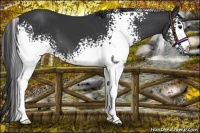 Horse Color:White Spotted Black 