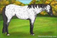 Horse Color:Blue Roan Appaloosa 