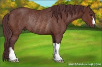 Horse Color:Chocolate Bay Rabicano 