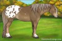 Horse Color:Chocolate Palomino Sabino Appaloosa 
