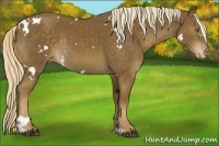 Horse Color:White Spotted Chocolate Palomino Appaloosa Rabicano 