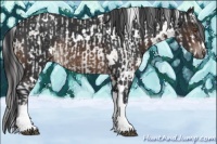 Horse Color:Buckskin Sabino Rabicano and White Spotted Brown Rabicano