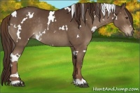Horse Color:White Spotted Liver Chestnut Rabicano 