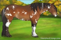 Horse Color:White Spotted Buckskin