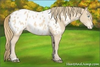 Horse Color:White Spotted Perlino Sabino Appaloosa Rabicano