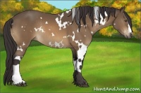 Horse Color:White Spotted Buckskin Rabicano 
