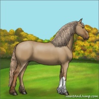 Horse Color:Red Dun