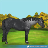 Horse Color:Black 