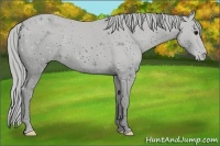 Horse Color:ERROR: UNKNOWN ANOMALY