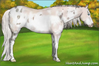 Horse Color:Gray Platinum Perlino Sabino Appaloosa and Gray Platinum White Spotted Cremello Sabino Splash Frame