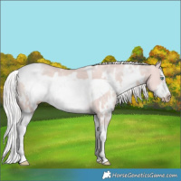 Horse Color:Gray Platinum Perlino Sabino Appaloosa and Gray Platinum White Spotted Cremello Sabino Splash Frame
