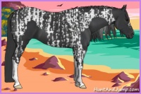 Horse Color:Black Tobiano  and Black 