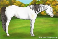 Horse Color:White Spotted Buckskin Ice 