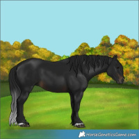 Horse Color:Gray Brown 