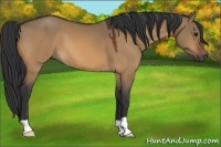 Horse Color:Bay Dun 