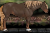 Horse Color:Liver Chestnut