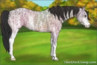Horse Color:Bay Ice Sabino 