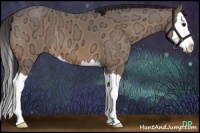 Horse Color:Buckskin Ice Sabino Splash