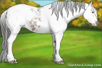 Horse Color:Liver Chestnut Sabino Splash Appaloosa 
