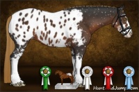 Horse Color:Liver Chestnut Sabino Appaloosa
