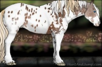 Horse Color:White Spotted Liver Chestnut Splash Appaloosa