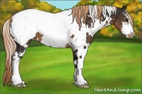 Horse Color:White Spotted Liver Chestnut Sabino Appaloosa 