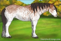 Horse Color:White Spotted Bay Splash  and White Spotted Bay Splash 