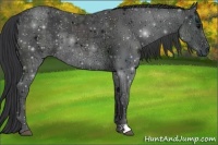Horse Color:Black Ice Rabicano 