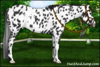 Horse Color:White Spotted Black Leopard 