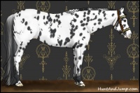 Horse Color:White Spotted Black Leopard 
