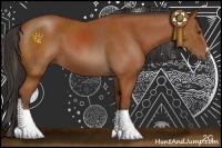 Horse Color:Bay Sabino 