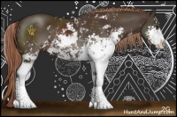 Horse Color:Liver Chestnut Sabino