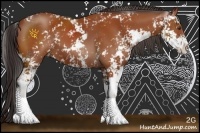 Horse Color:Bay Sabino 