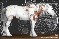 Horse Color:Bay Sabino Splash 