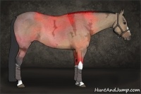 Horse Color:Bay Ice Dun 