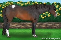 Horse Color:Brown Sabino Varnish 