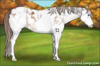 Horse Color:White Spotted Bay Splash Appaloosa 
