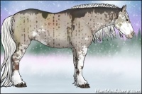 Horse Color:Liver Red Dun Sabino Splash Rabicano