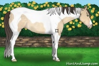 Horse Color:Amber Cream Champagne Tobiano Rabicano