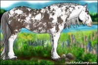 Horse Color:Liver Chestnut Sabino Rabicano 